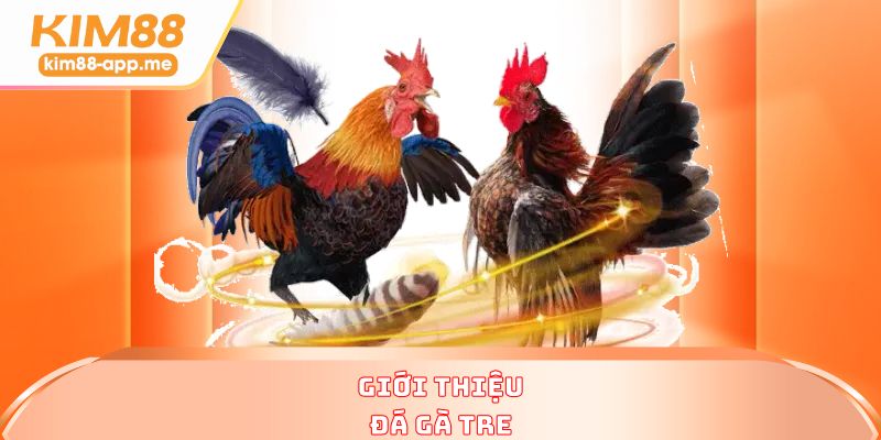 Giới thiệu đá gà tre Giới thiệu đá gà tre