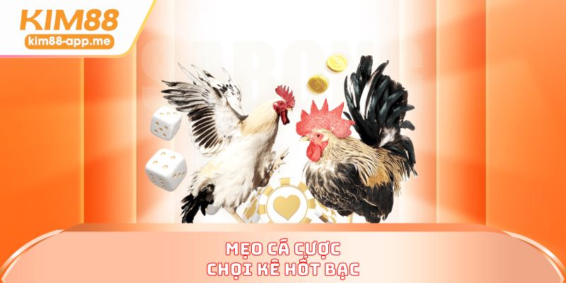 Mẹo cá cược chọi kê hốt bạc
